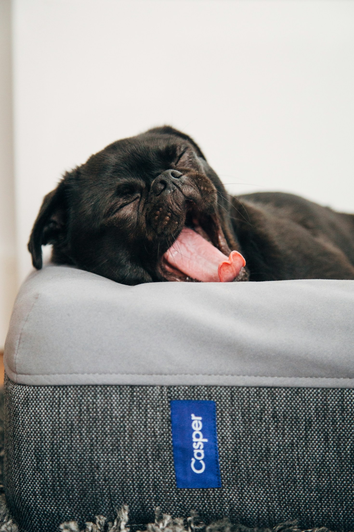 Expert Tips for Buying Dog Strollers